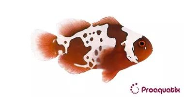 CB Gold Lightning Maroon Clownfish
