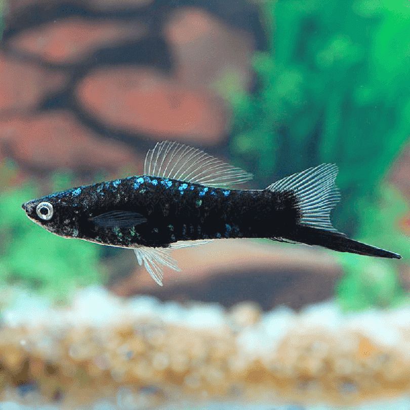 Black Swordtail