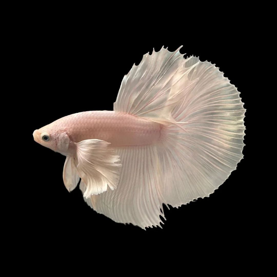 Betta Platinum