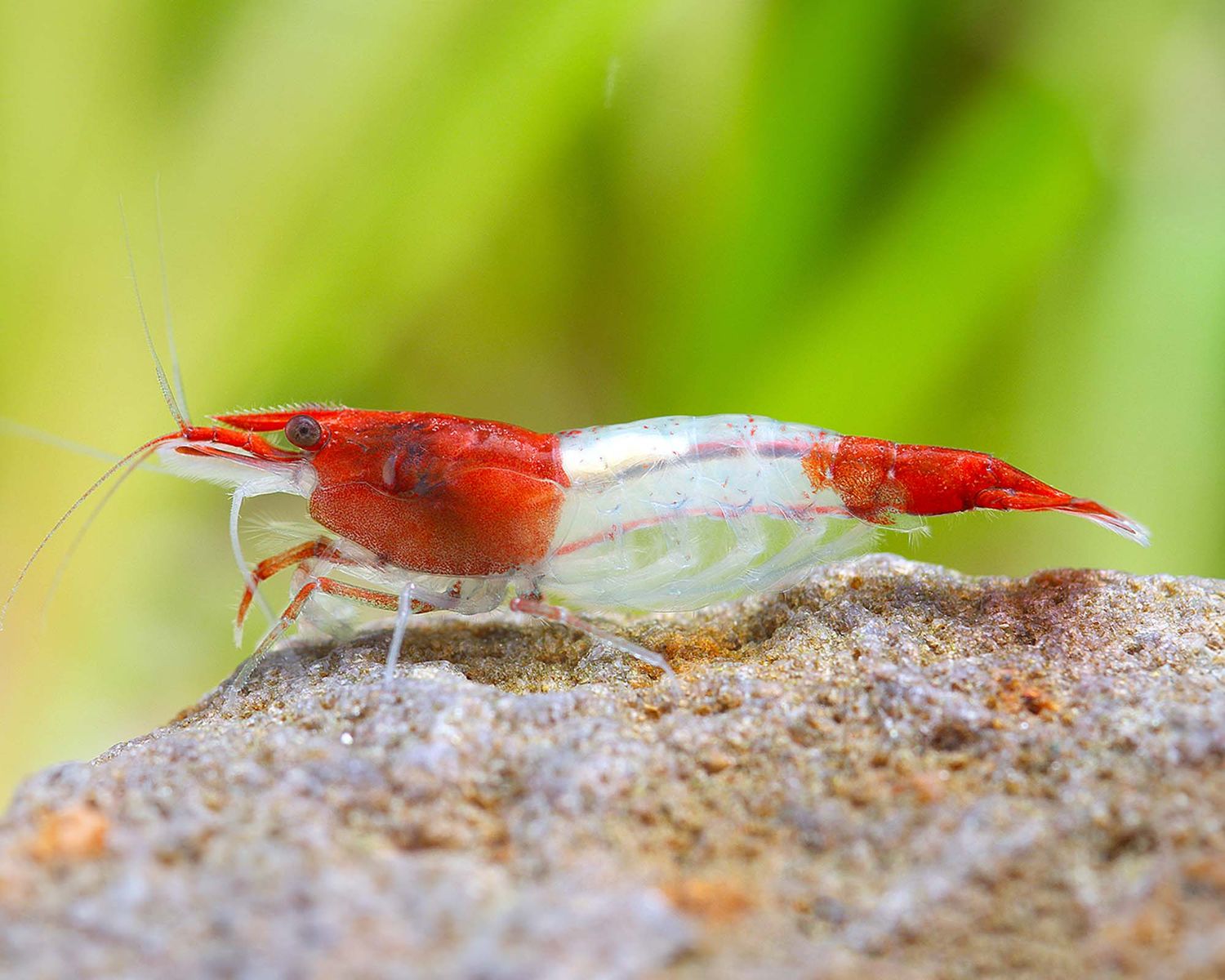 Red Rili  Neocaridina Shrimp