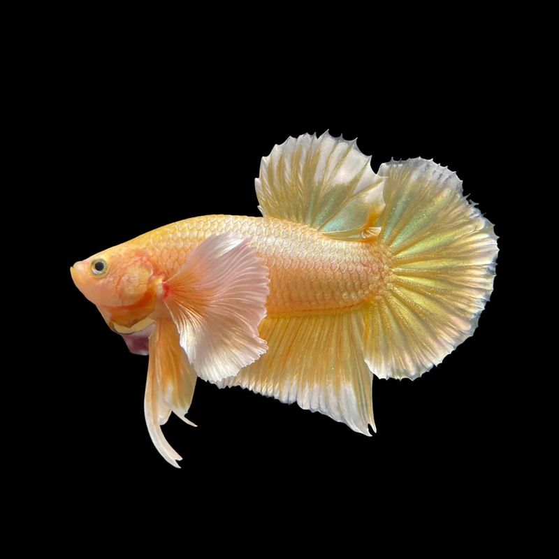 Betta 24K Gold