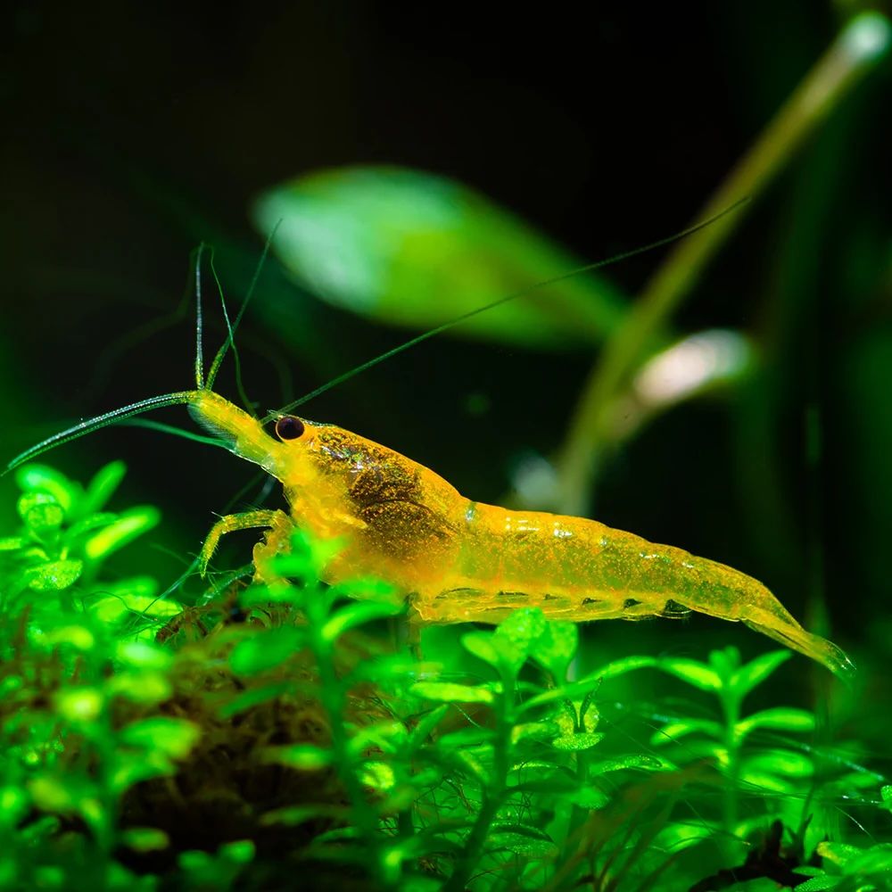 Yellow Cherry Shrimp