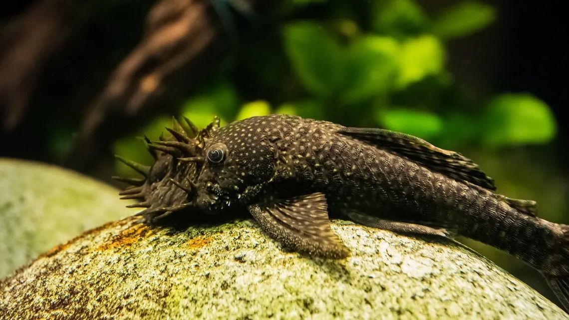 L149 Cucuta Bristlenose Pleco