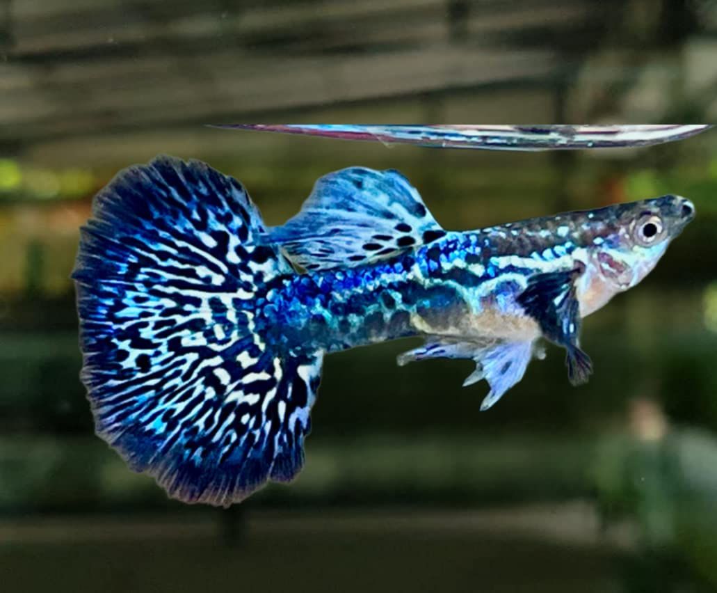 Mosaic Blue Guppy Male
