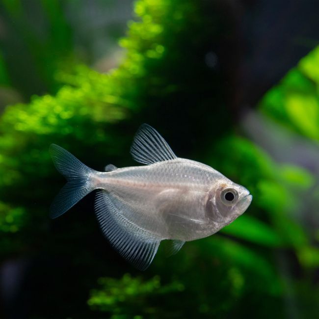 White Skirt Tetra
