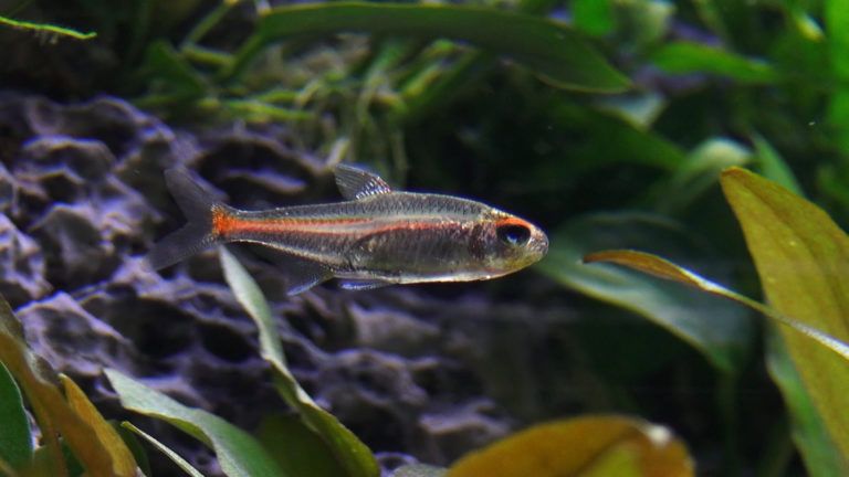 Hi Fin Serpae Tetra