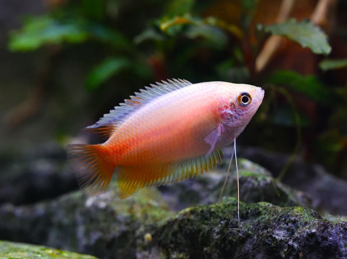 Dwarf Honey Red Gourami