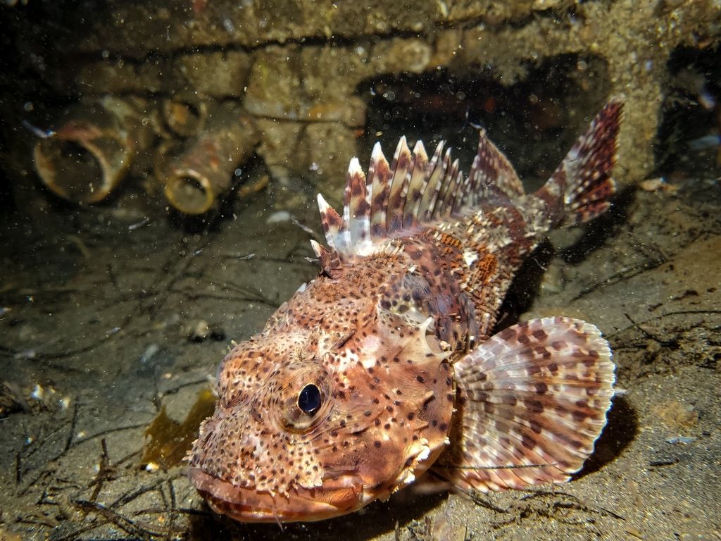 Sculpin Scorpionfish XL