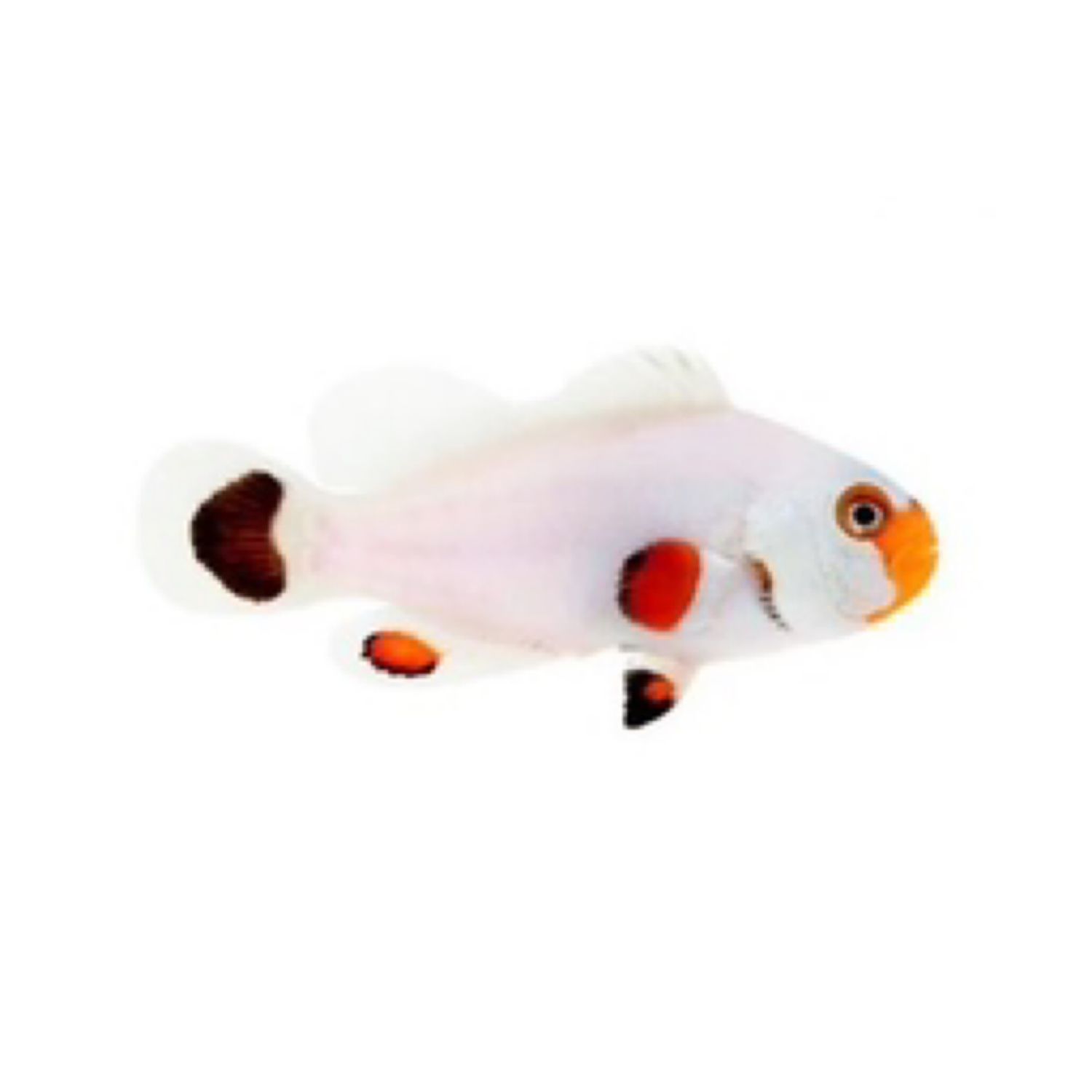 Captive Bred Wyoming White Small