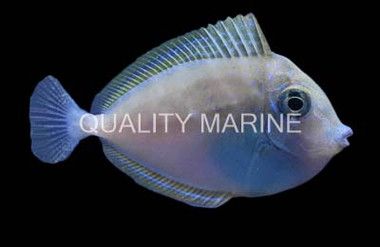 Bluespine Unicorn Tang, Size: Small