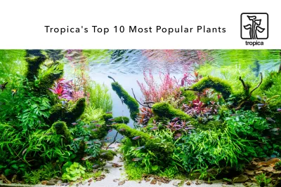 Top 10