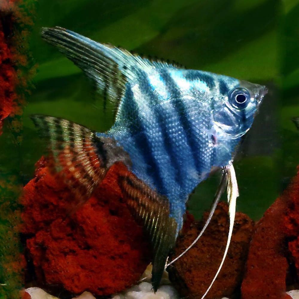 Blue Pinoy Angelfish