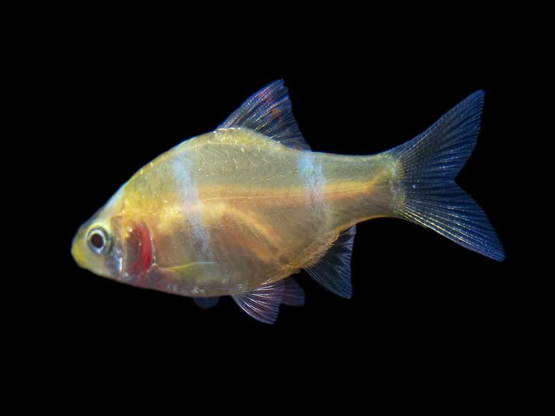 Albino Tiger Barb