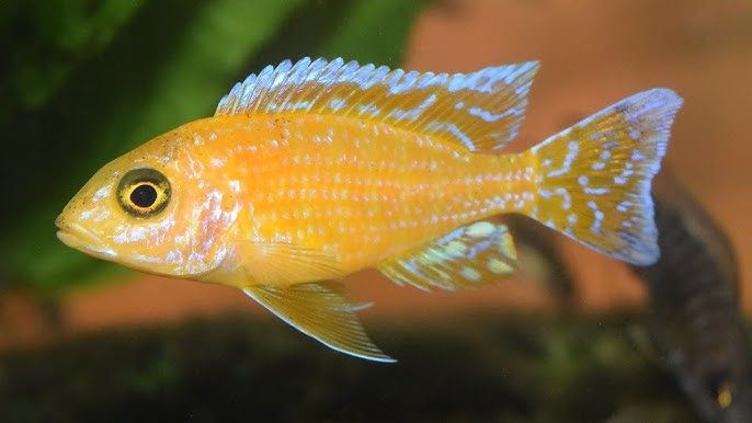 Sunburst Peacock Cichlid