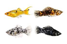 Mixed Mollies