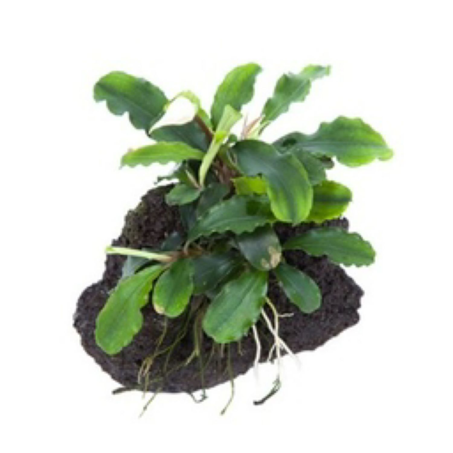 Tropica Bucephalandra pygmaea ‘Wavy Green’