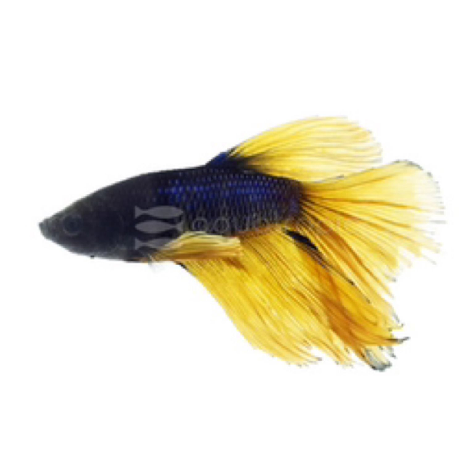 Betta Yellowjacket Male