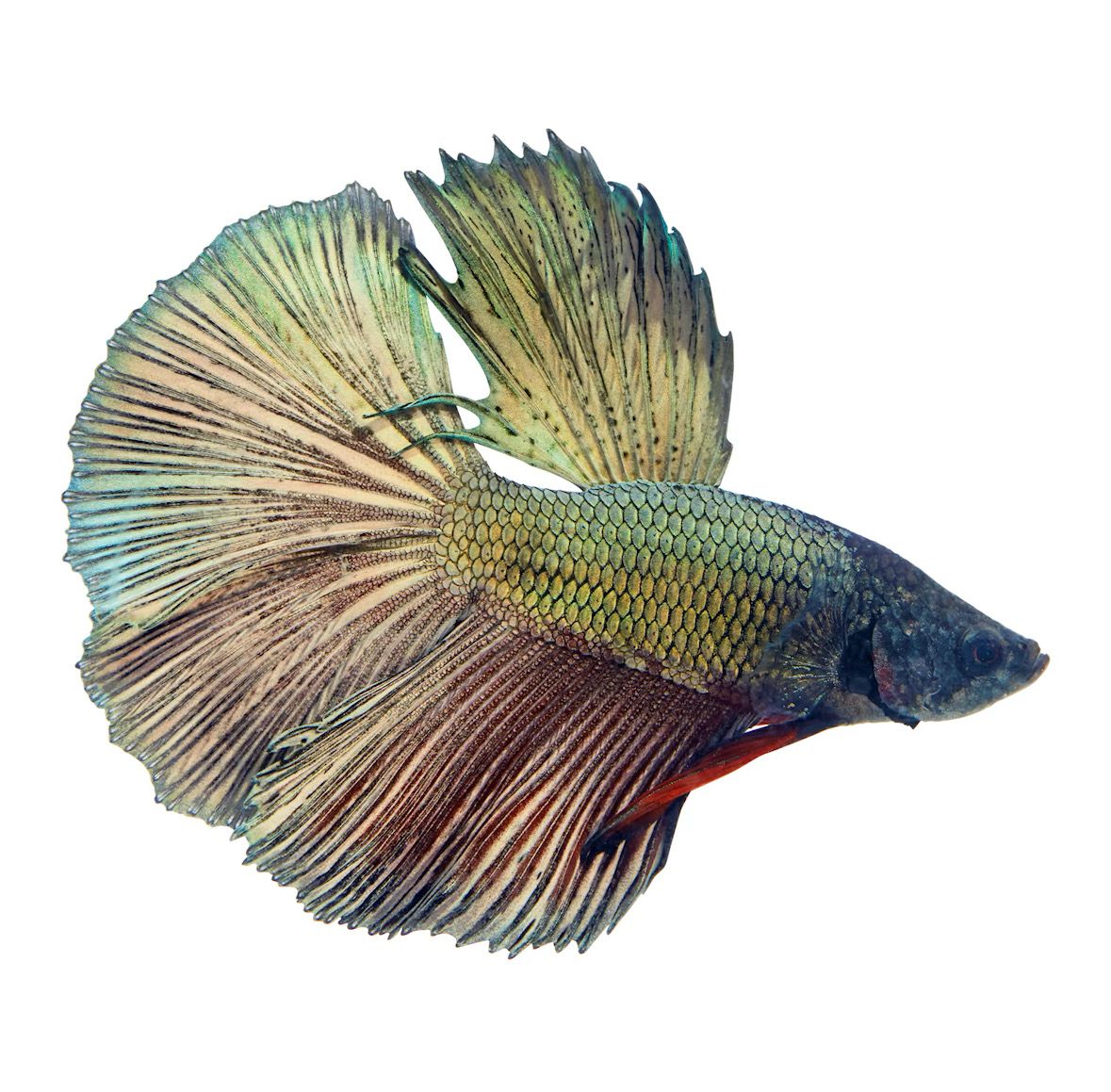 Betta Copper Male