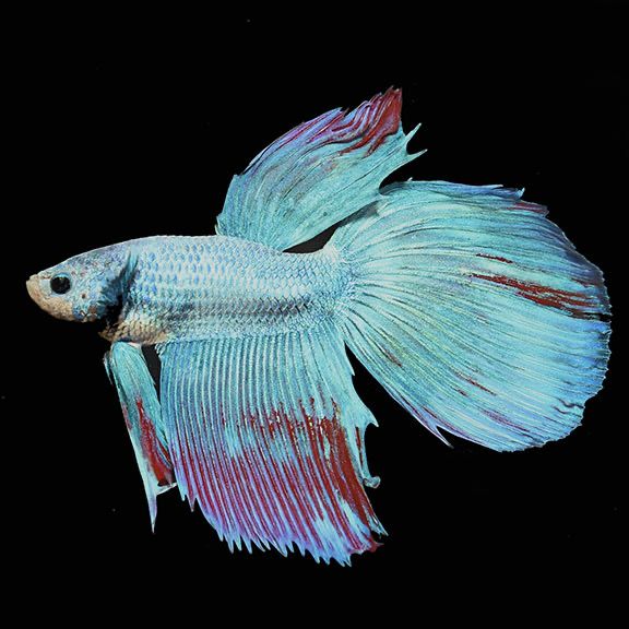 Betta Longfin Dragon Scale mixed colour Male