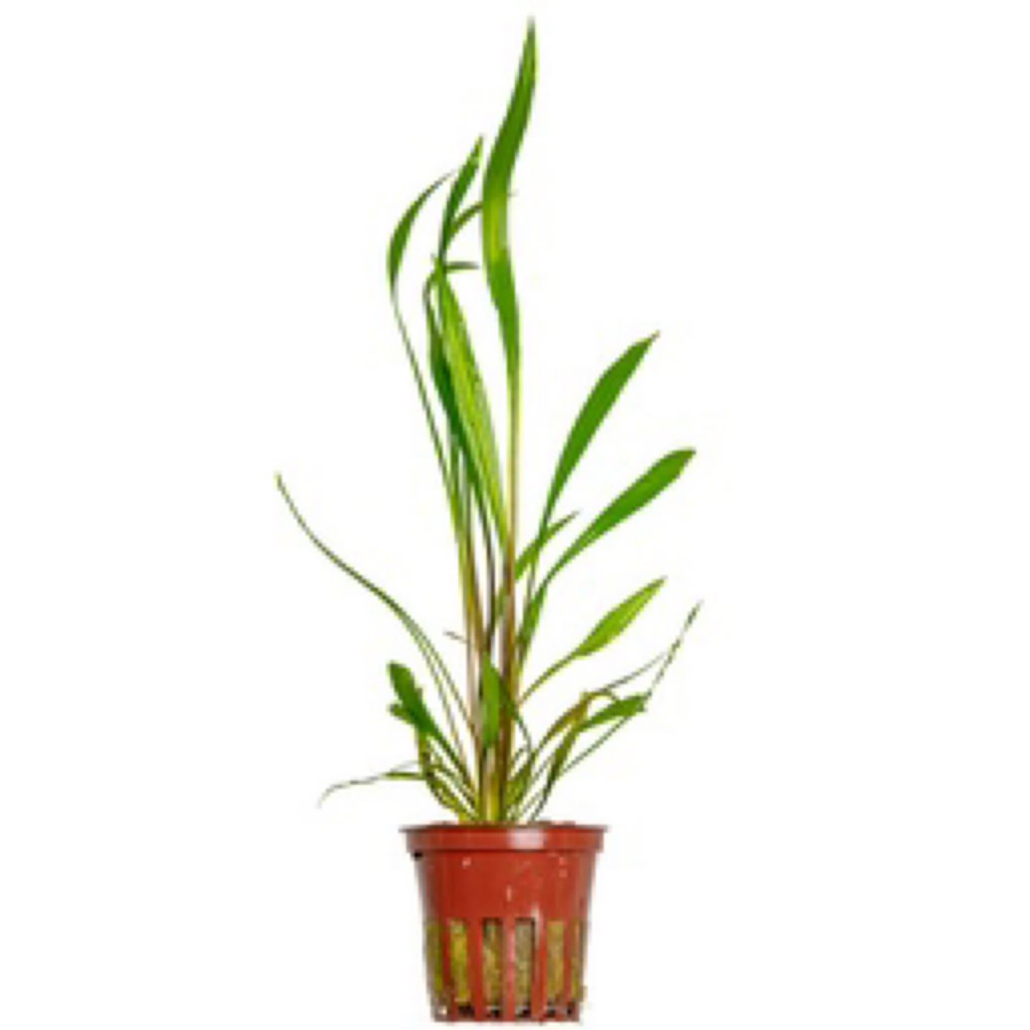 Tropica Cryptocoryne spiralis &#39;Red&#39;