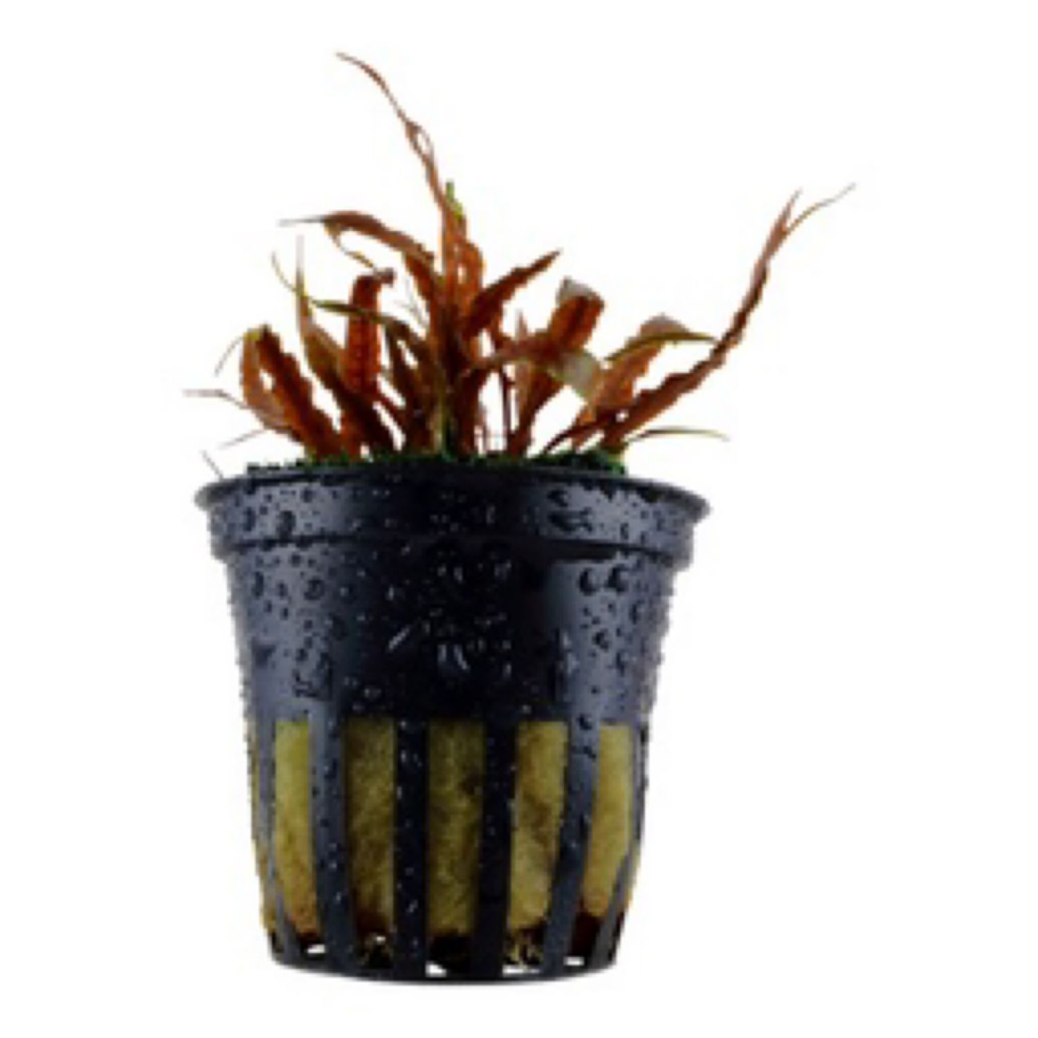 Tropica Cryptocoryne albida &#39;Brown&#39;