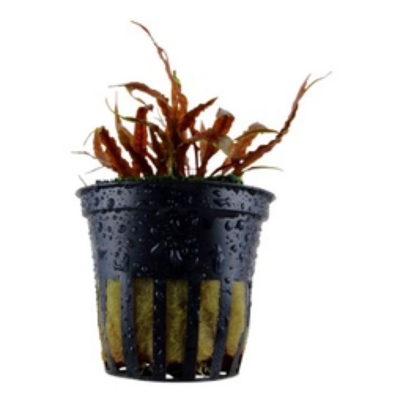 Tropica Cryptocoryne albida &#39;Brown&#39;