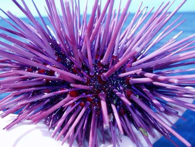 Pincushion Needle Sea Urchin