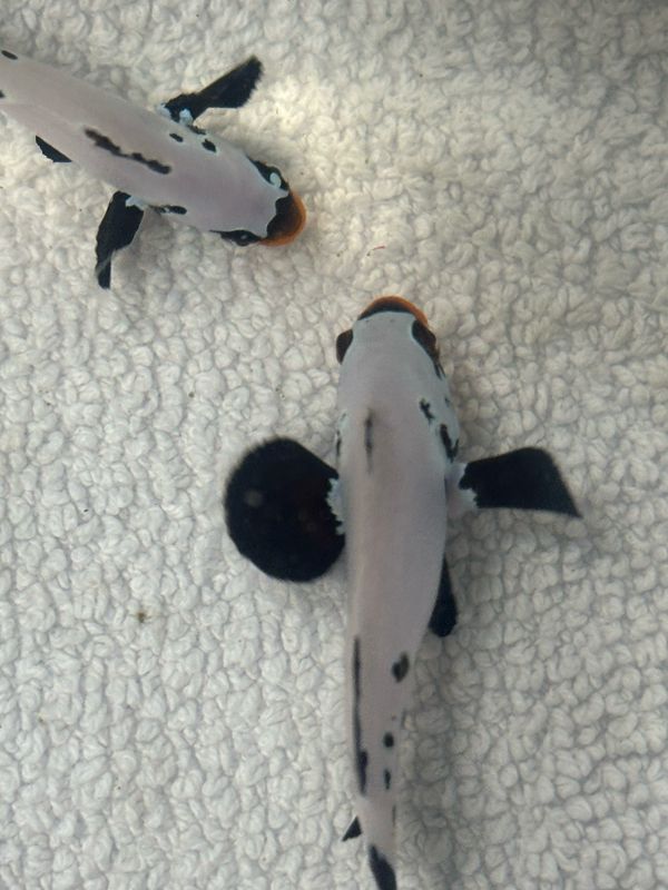 CB Sapphire Black Frostbite Clownfish Pair