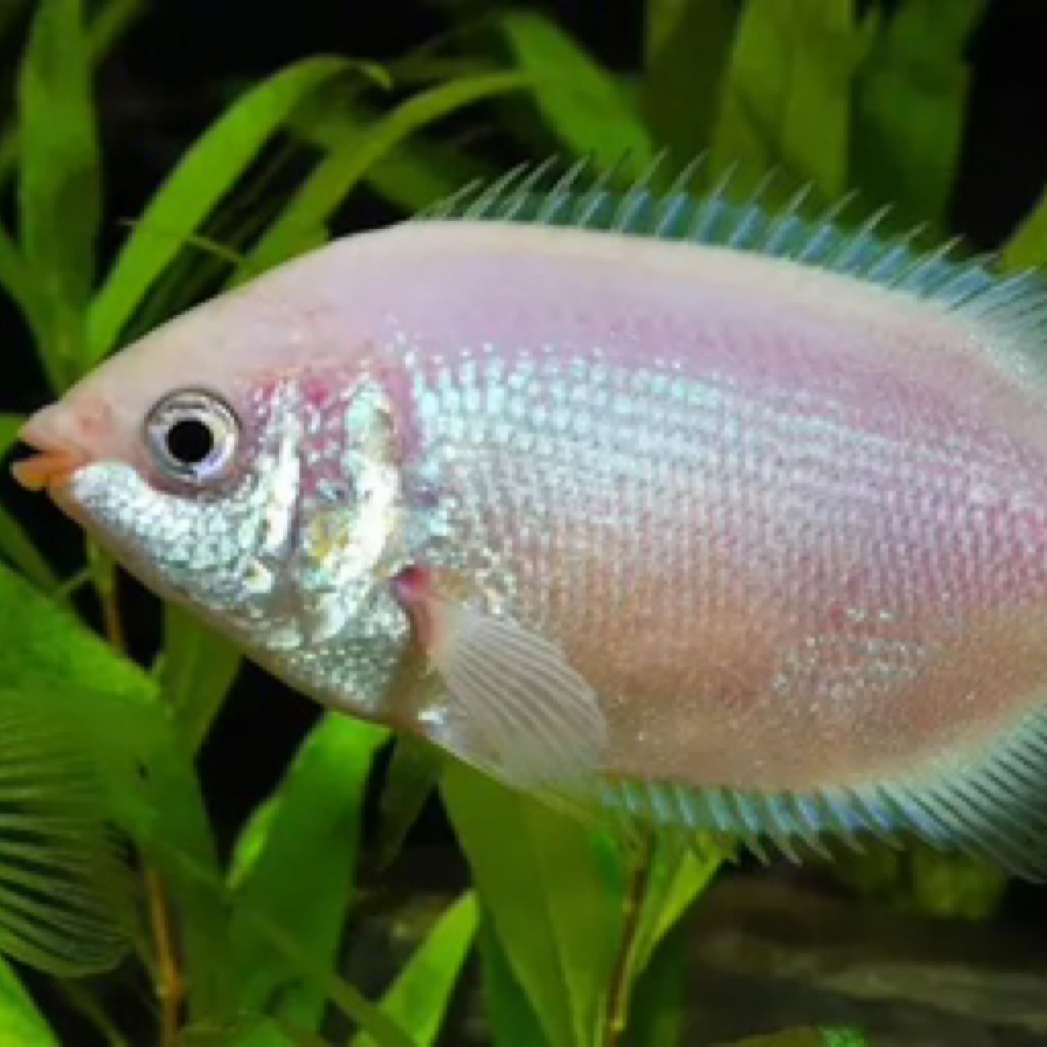 Kissing Pink Gourami