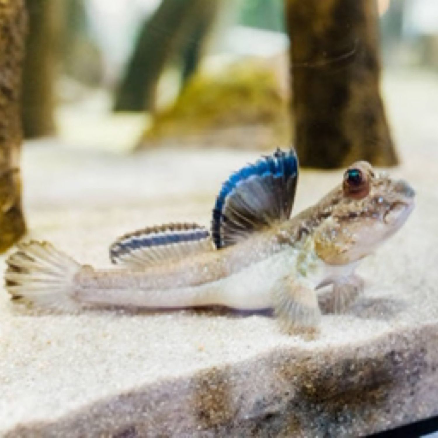 Atlantic Mudskipper (Periophthalmus barbarus)