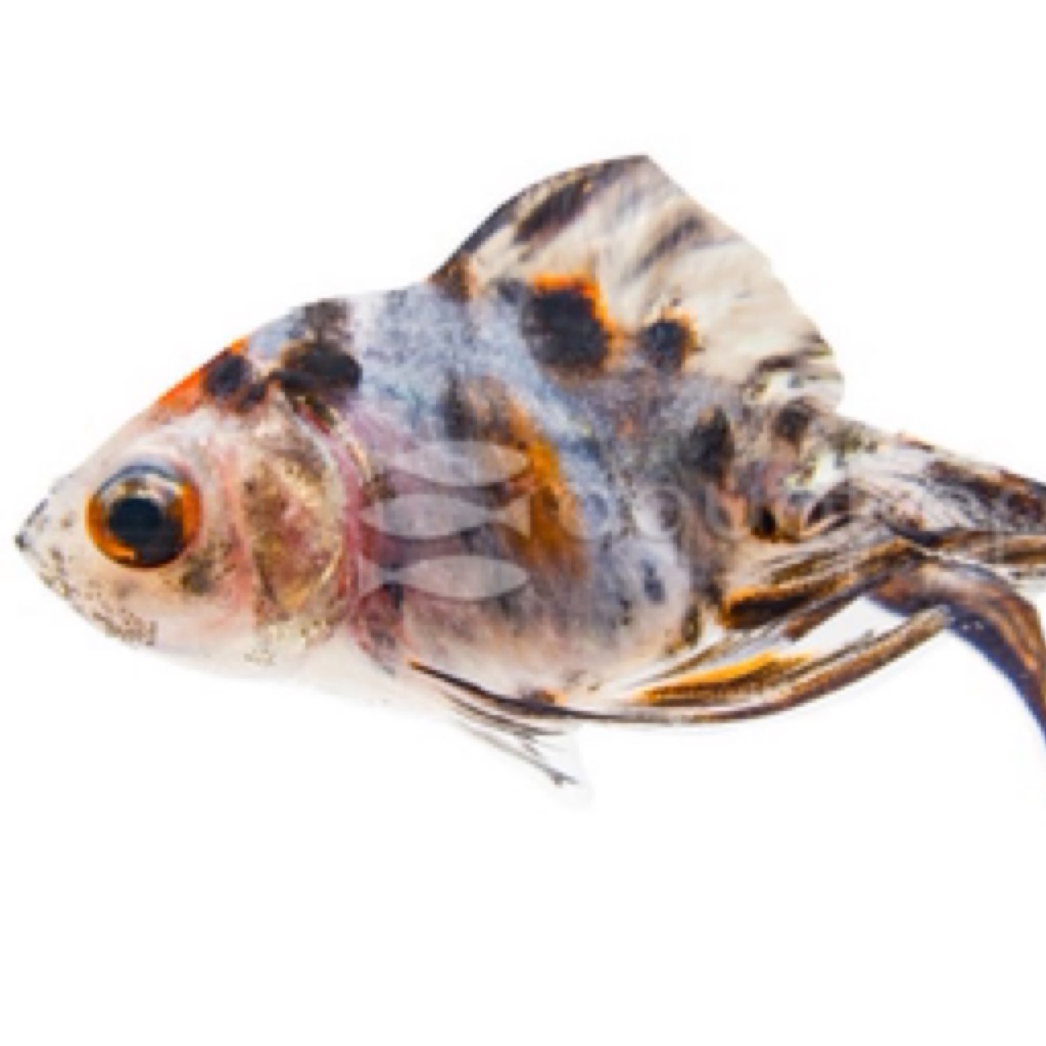 Ryukin Calico Goldfish (Carassius auratus)