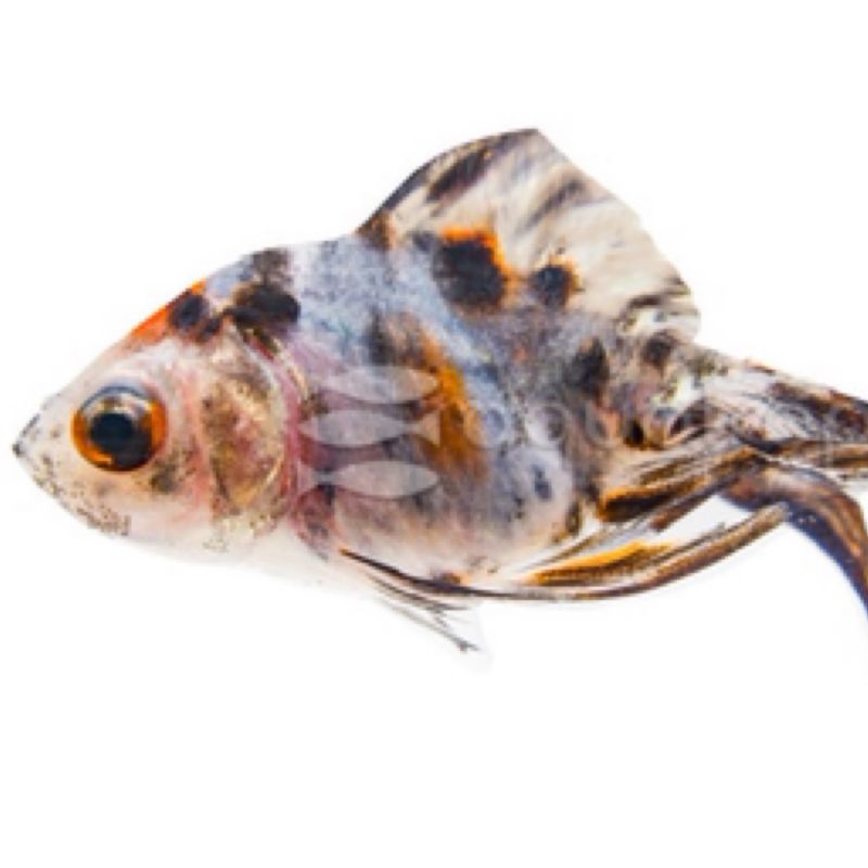 Ryukin Calico Goldfish (Carassius auratus)