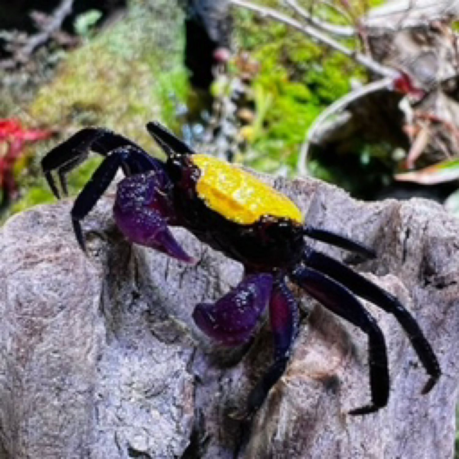 Carnaval Yellow Vampire Crab - Geosesarma sp.