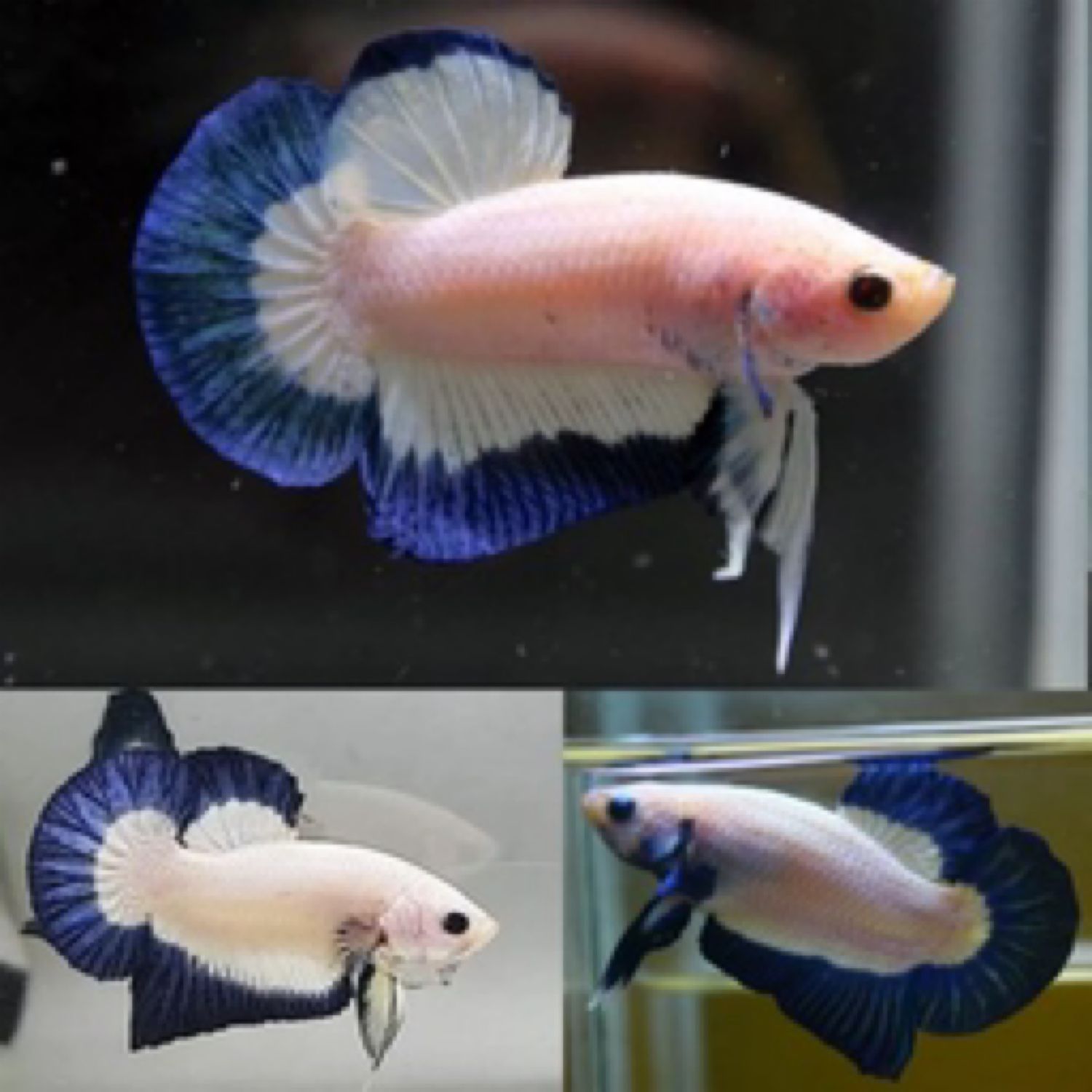 Betta Blue Rim Male