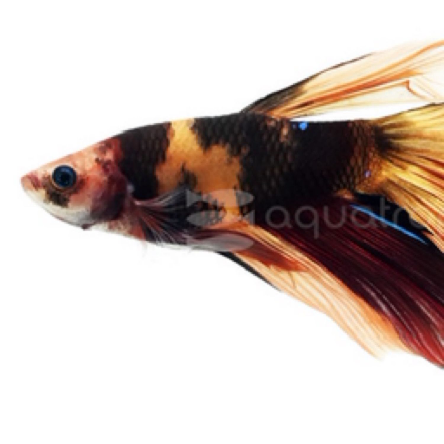 Betta Delta Orange Koi