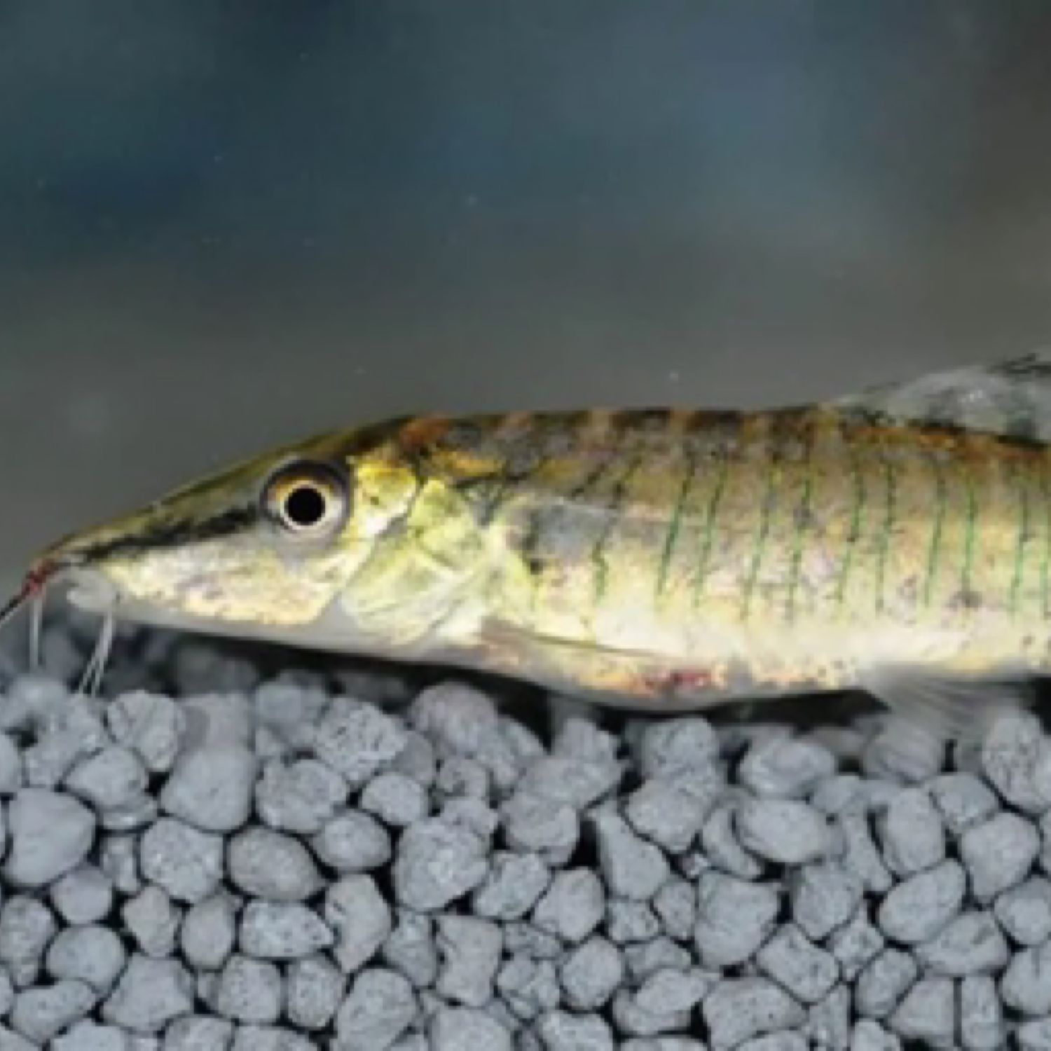 Green Tiger Loach - Syncrossus helodes