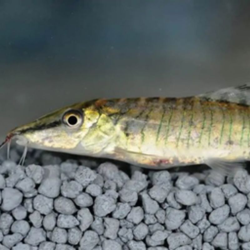 Green Tiger Loach - Syncrossus helodes