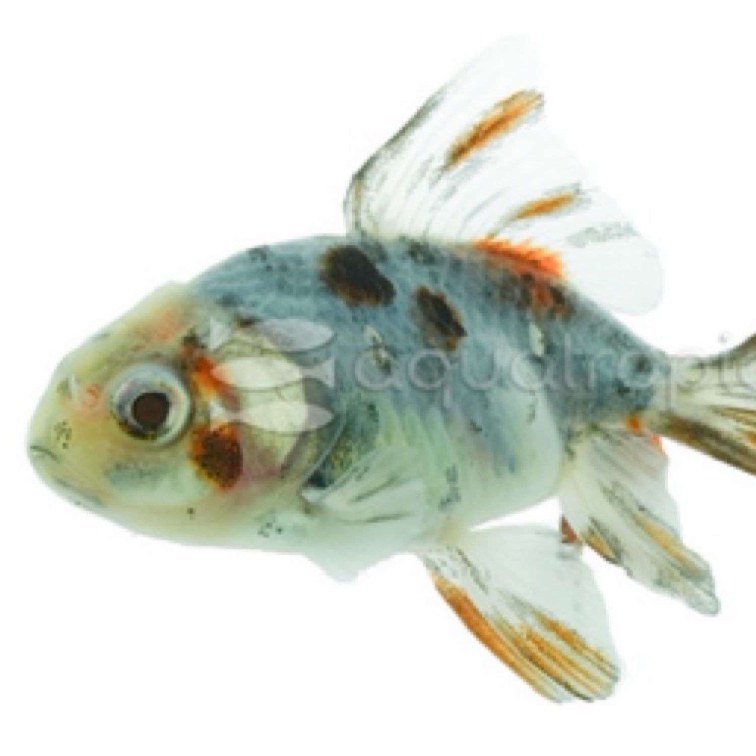 Oranda Calico Goldfish