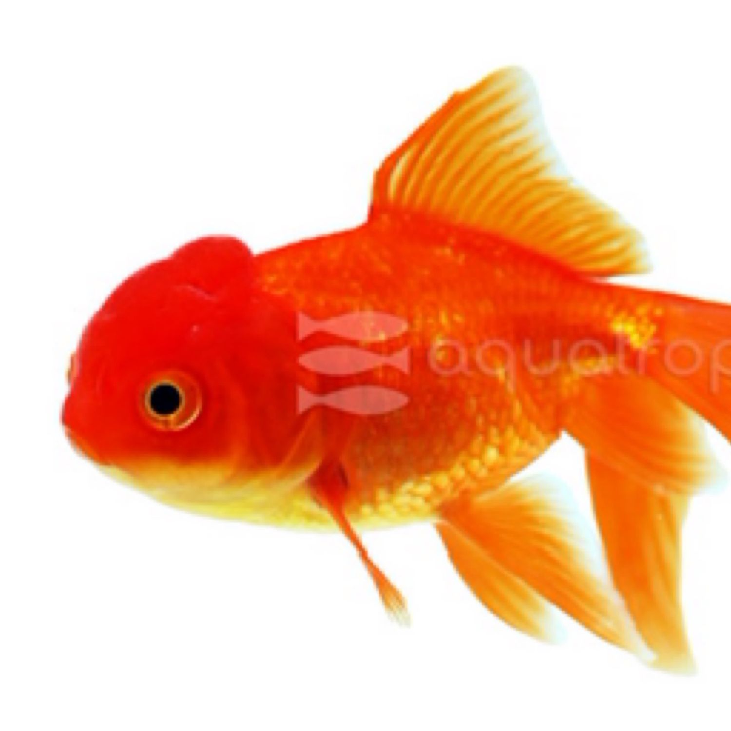 Oranda Red Goldfish