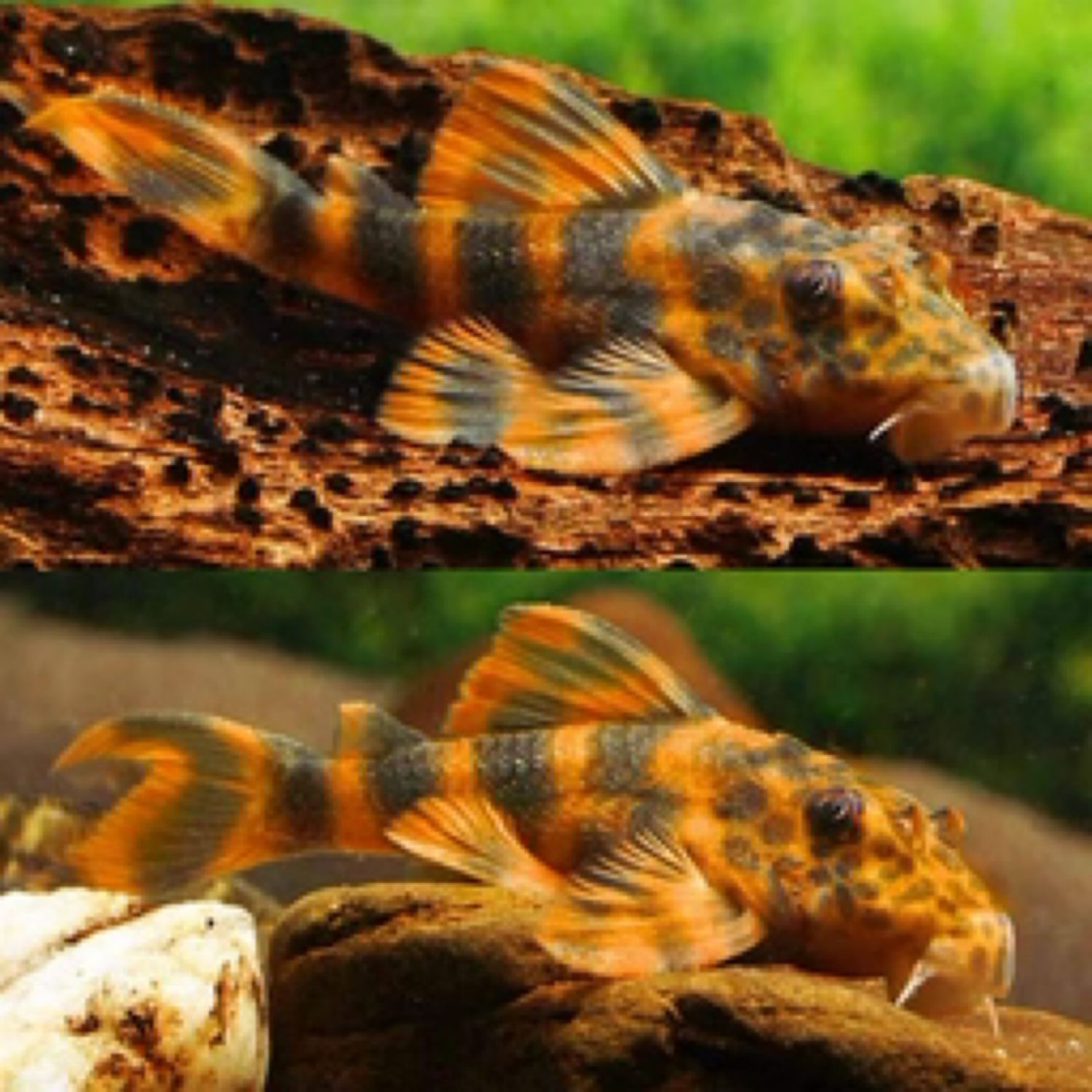 L397 Alenquer Tiger Pleco - Panaqolus sp. 