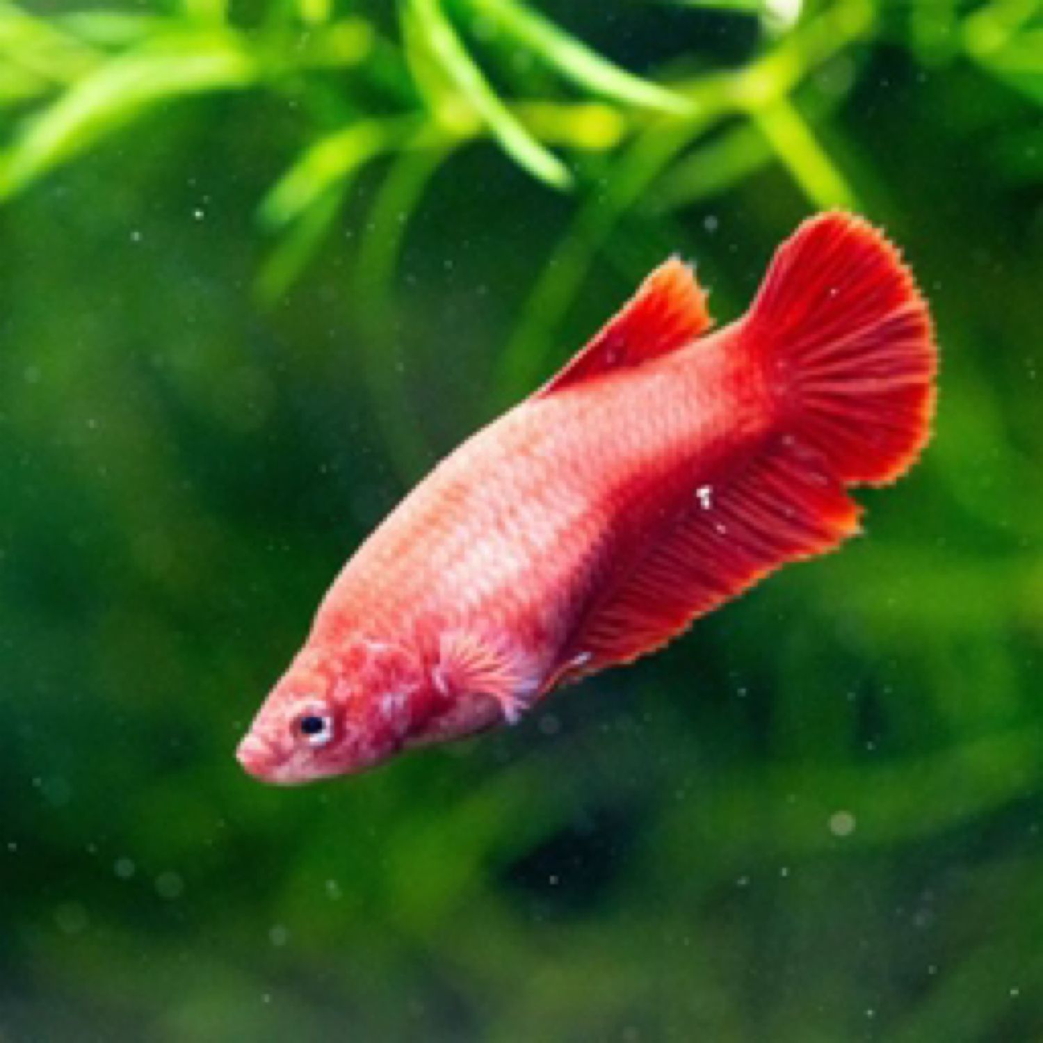 Red Female Betta