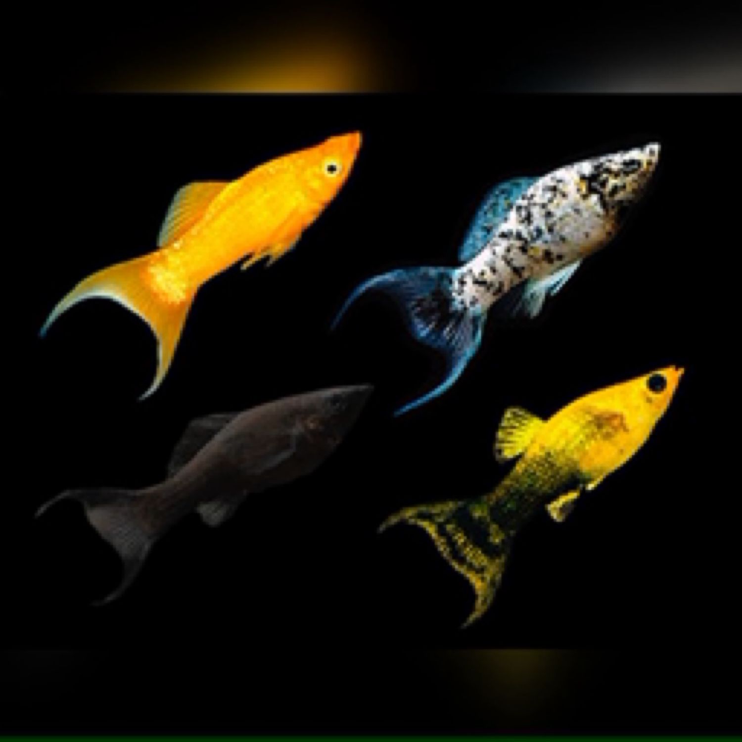 Mixed Lyretail Mollies
