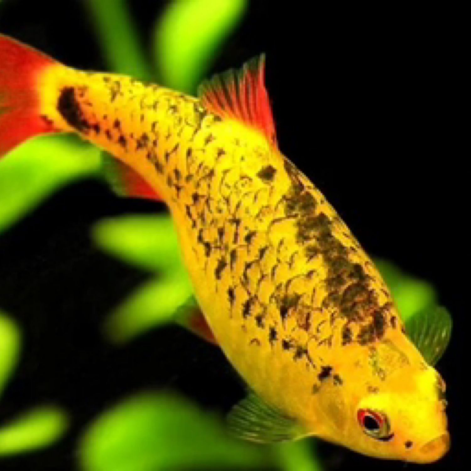 Gold Barb