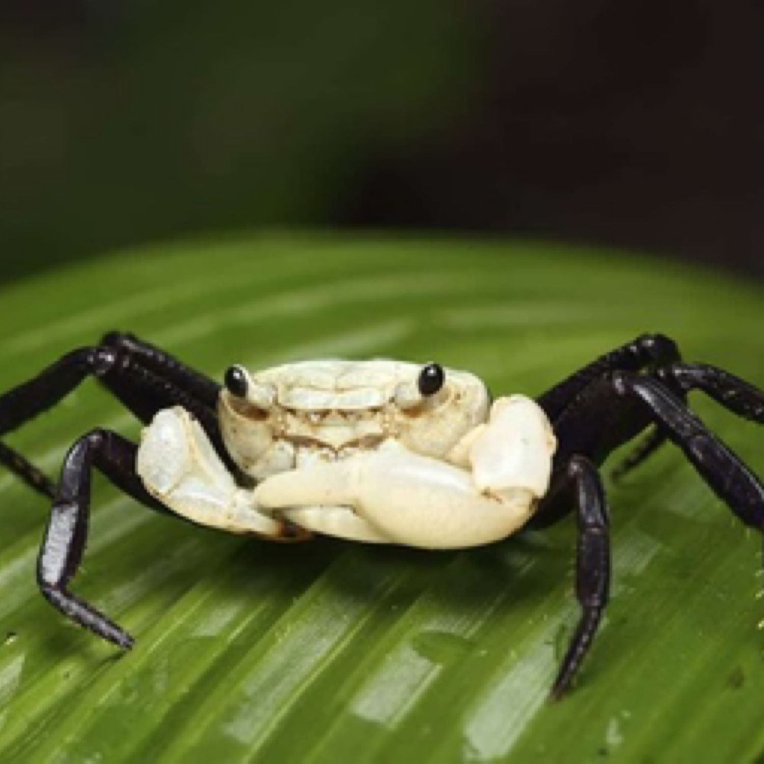 Panda Crab (Lepidothelphusa cognetti)