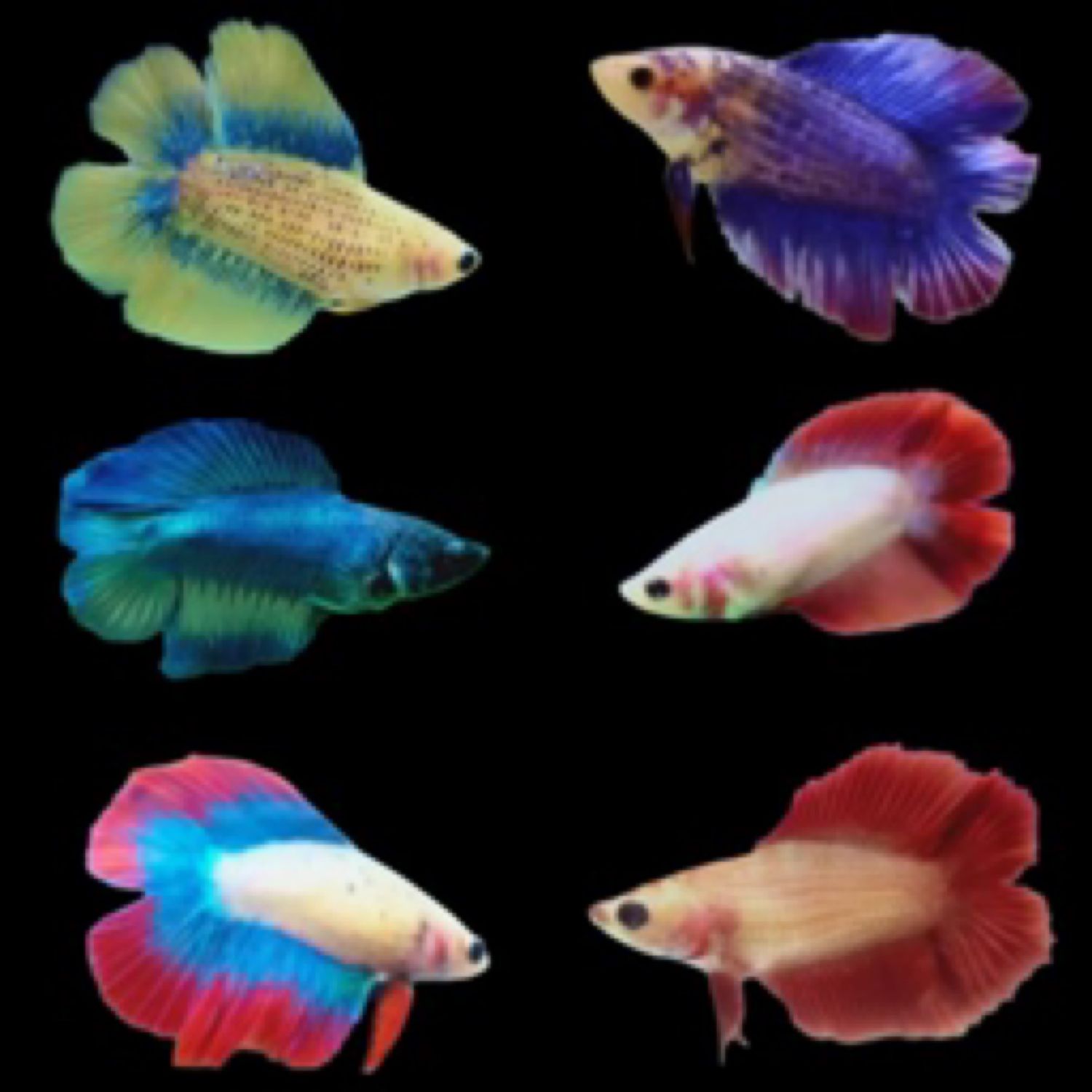 Betta Doubletail Mixed colours male