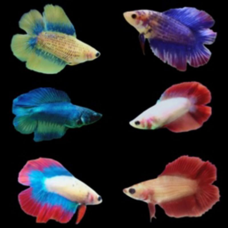 Betta Doubletail Mixed colours male
