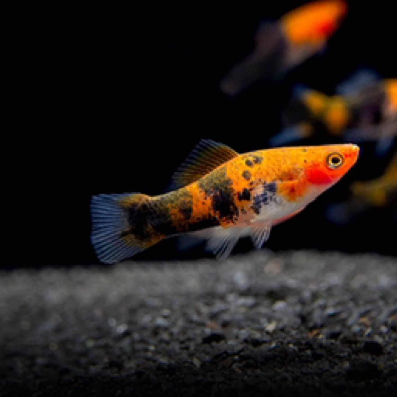 Koi Sanke Swordtail