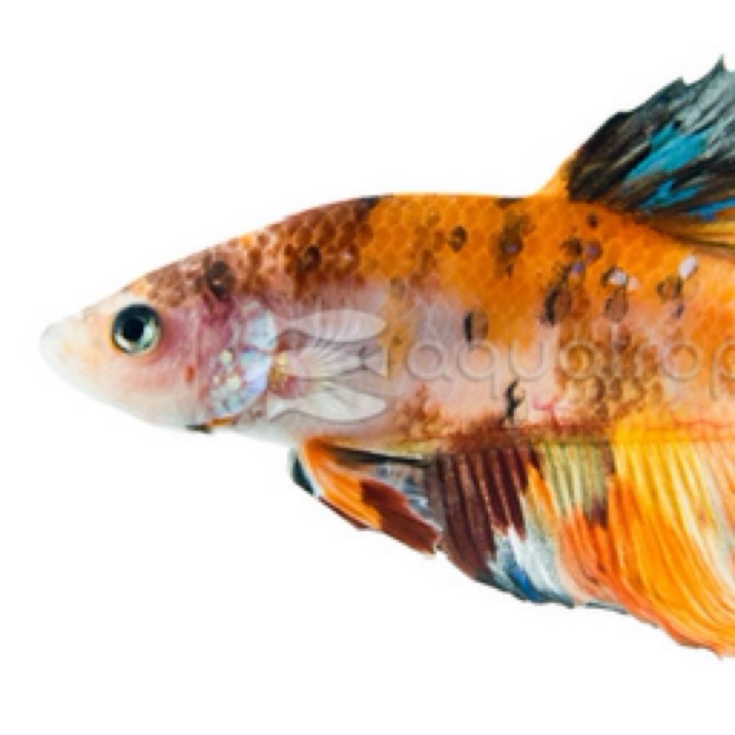Betta Male HMPK Mixed colours