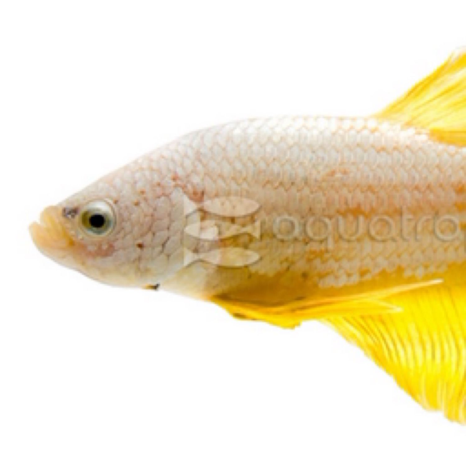 Betta HMPK Gold Dragon