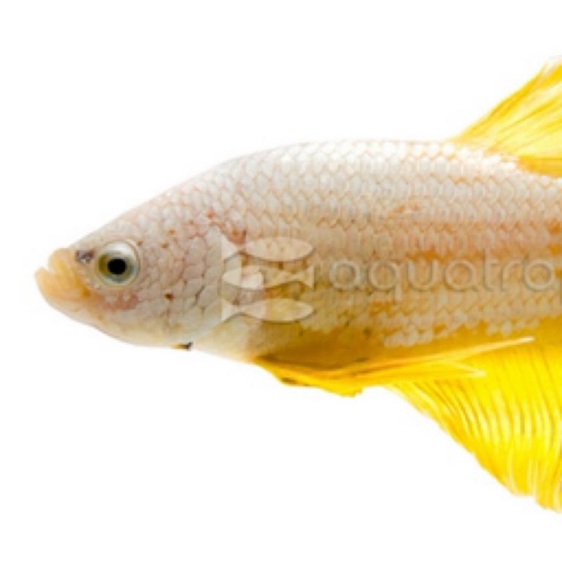Betta HMPK Gold Dragon